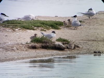 2021-06-noirmoutier
